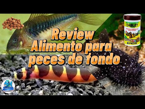 Descubre el alimento ideal para tus pangio kuhlii: ¡Mantén saludables a tus peces!