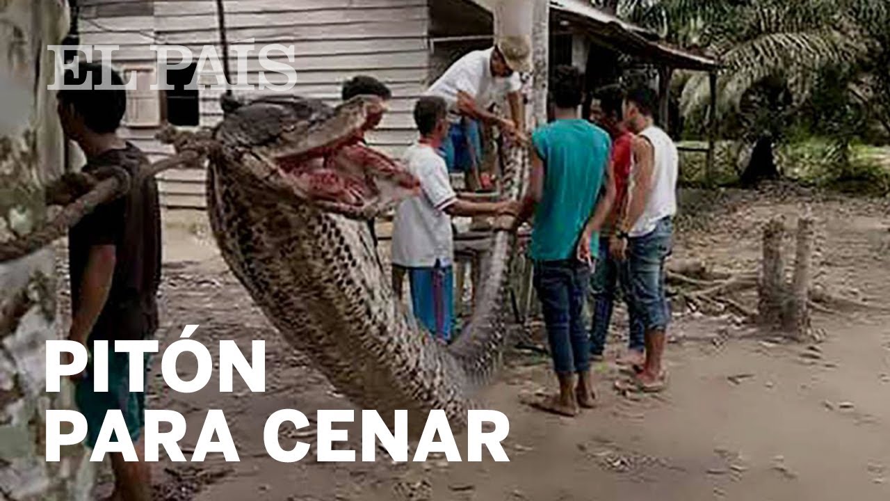 Descubre el alimento imprescindible de la anaconda en su hábitat natural