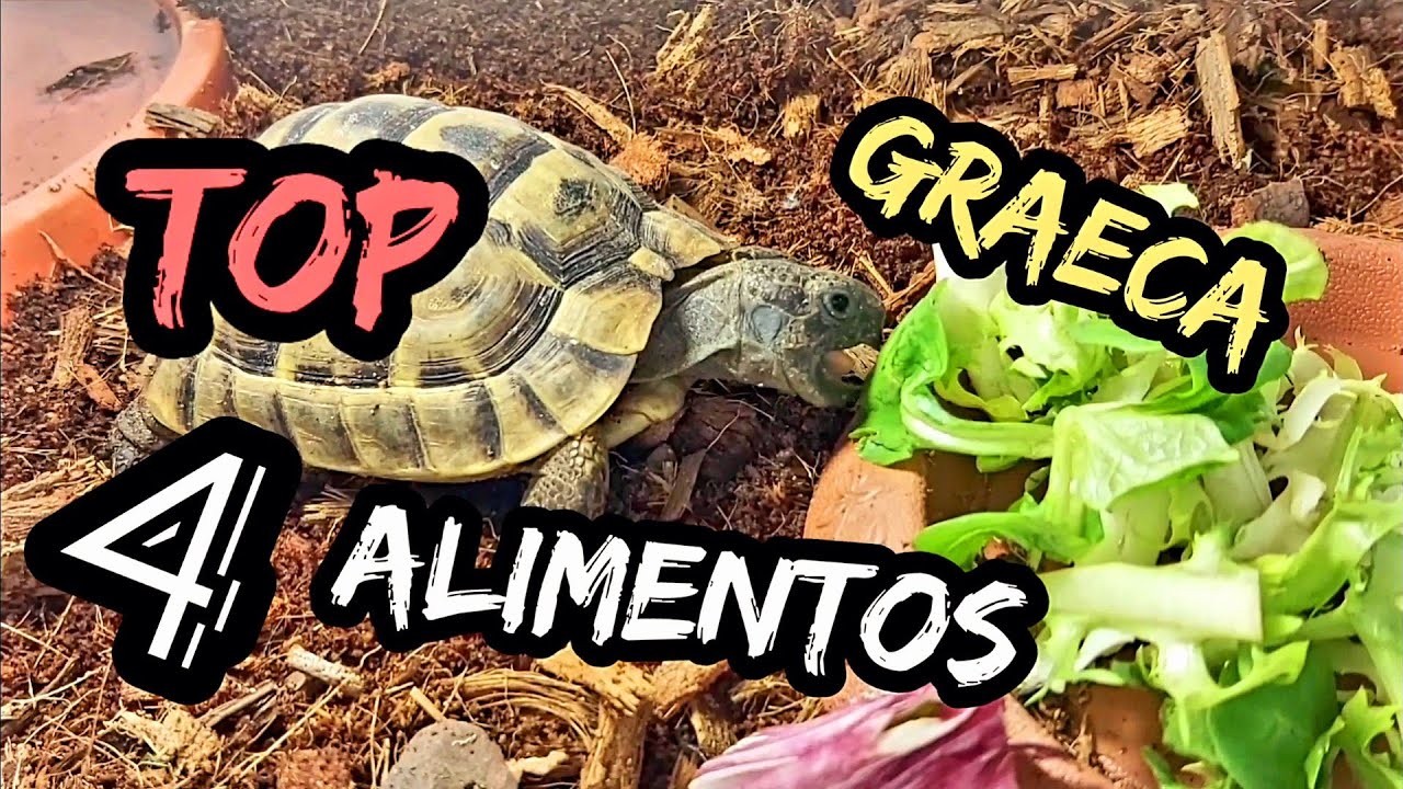 Cuida la alimentación de tu tortuga mora con estos consejos útiles en solo 59 caracteres.