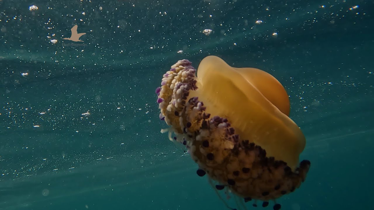 Descubre el insólito alimento de la medusa: ¿te atreverías a probar un huevo frito?