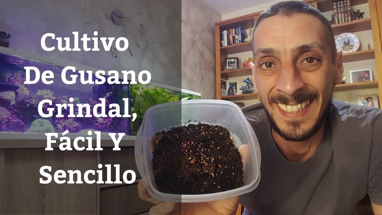 Aumenta la salud de tus peces con alimento vivo: Gusanos