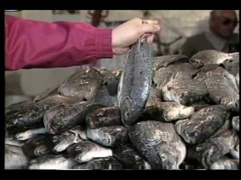 La sorprendente valoración nutricional del pescado: una fuente de vitalidad