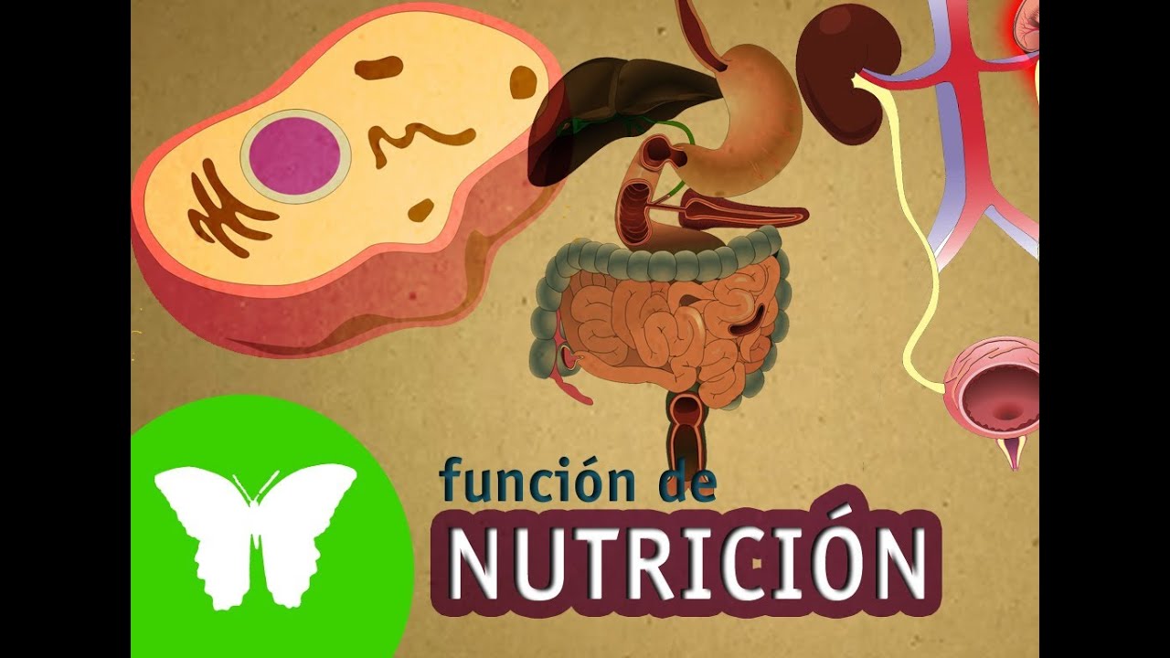 Descubre los procesos clave de nutrición en Brainly en solo 70 caracteres