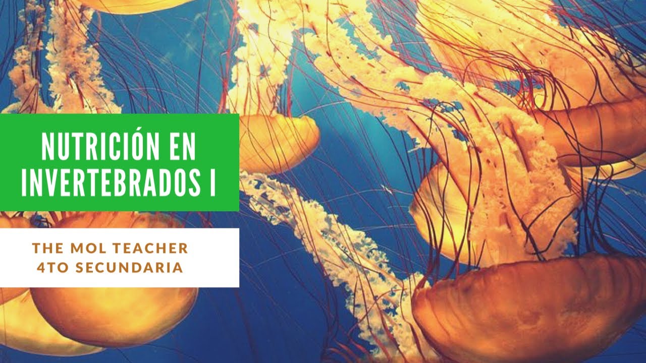 Descubre la imprescindible dieta de los invertebrados