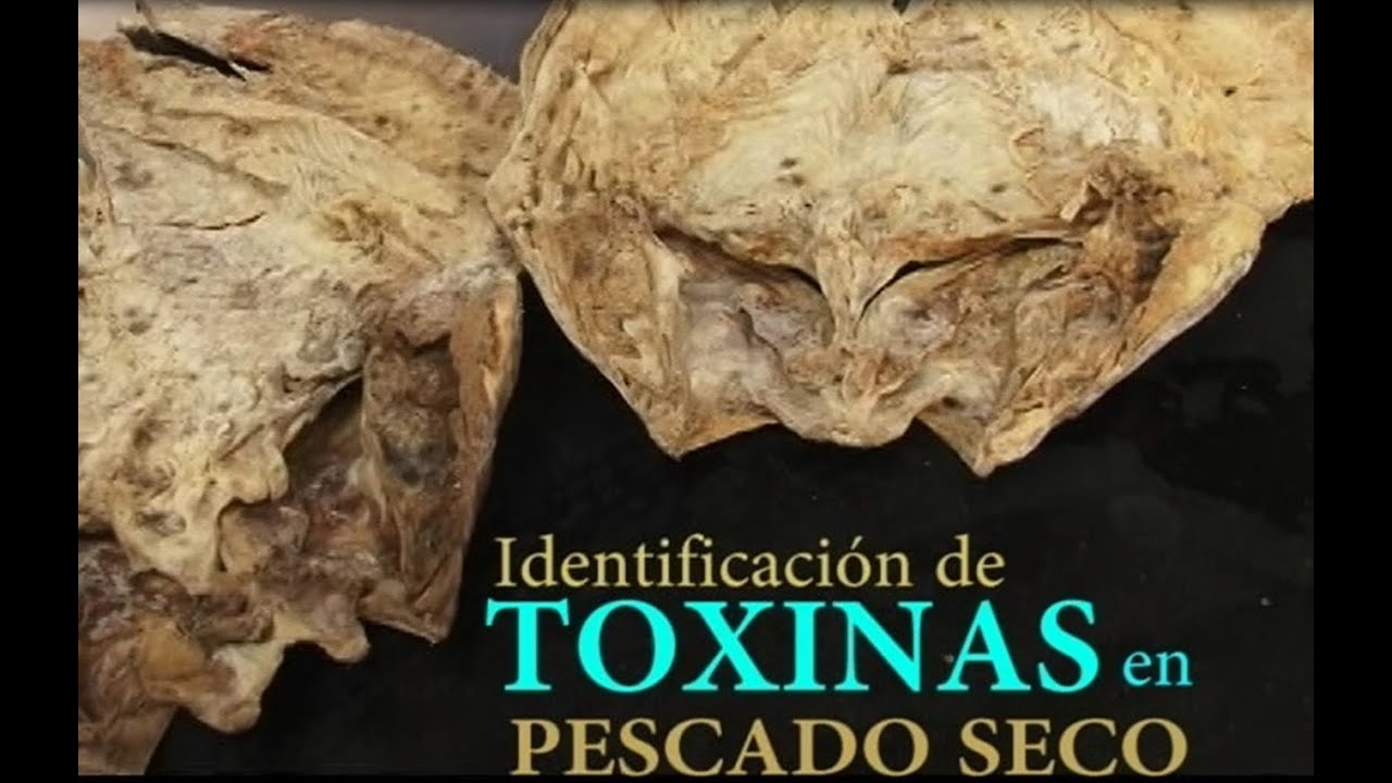 Descubre la increíble información nutricional del pescado bruja