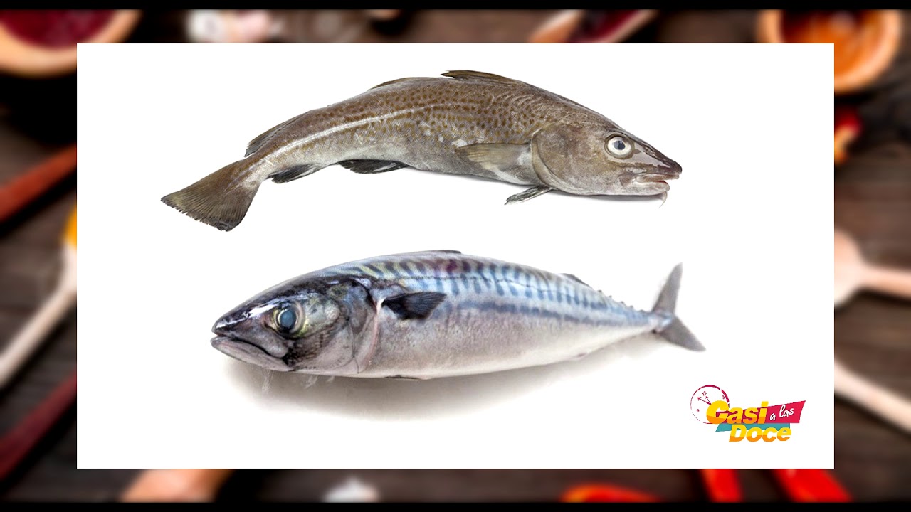 ¡Descubre la clasificación nutricional de los pescados más saludables!