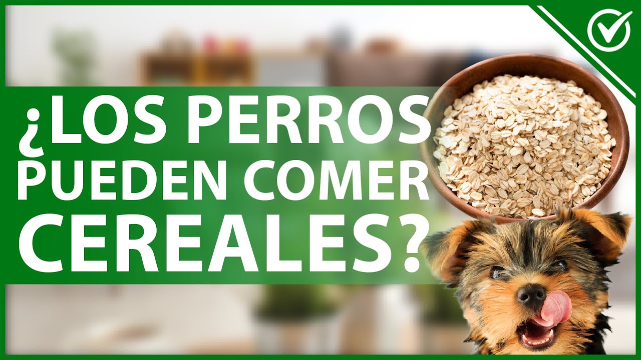 ¡Sorprendente! Los perros también pueden disfrutar del cereal