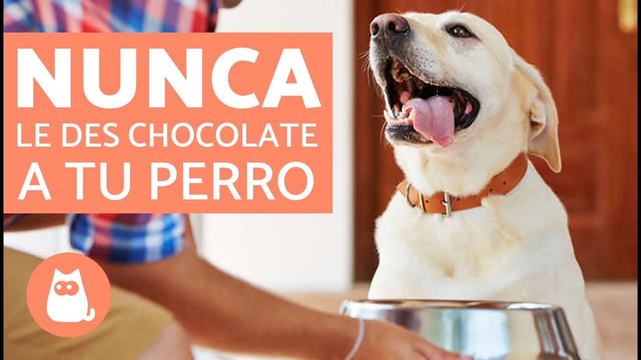 Alerta: ¿Pueden los perros comer cereal de chocolate?