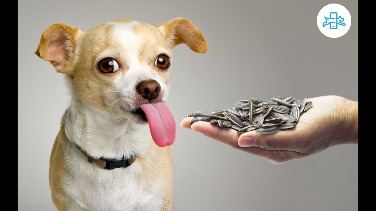 Perros y cereales sin azúcar: una combinación segura