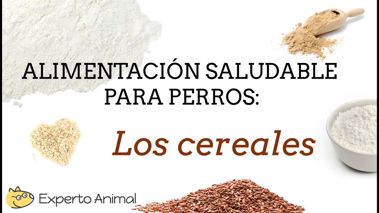 ¿Puedo darle cereal a mi perro? Descubre si es seguro para su alimentación