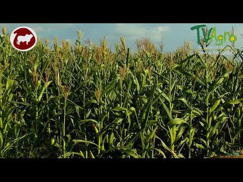 Cereal revolucionario: múltiples cosechas anuales gracias a esta sorprendente variedad