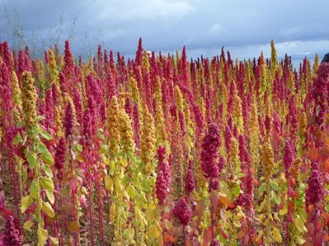 ¿A qué temperatura se cosecha el cereal? Descubre el límite para obtener la mejor cosecha.