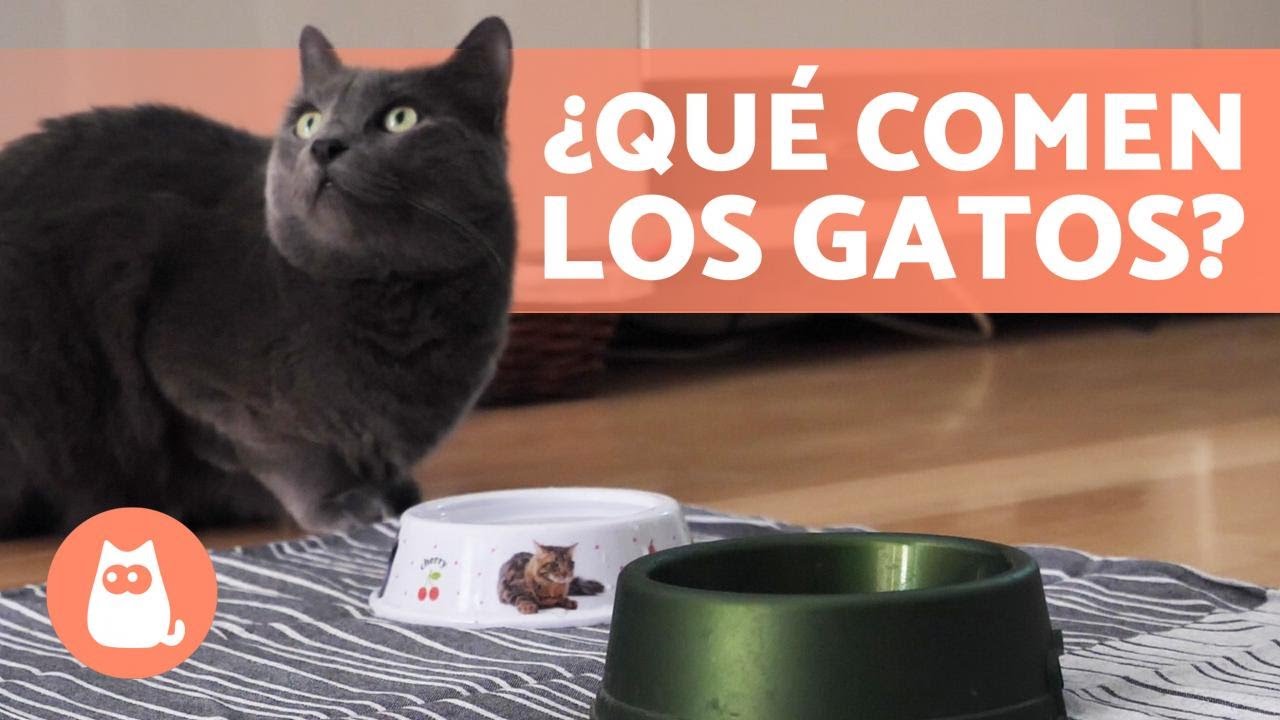 Descubre por qué los gatos pueden comer cereales y cómo beneficia su dieta