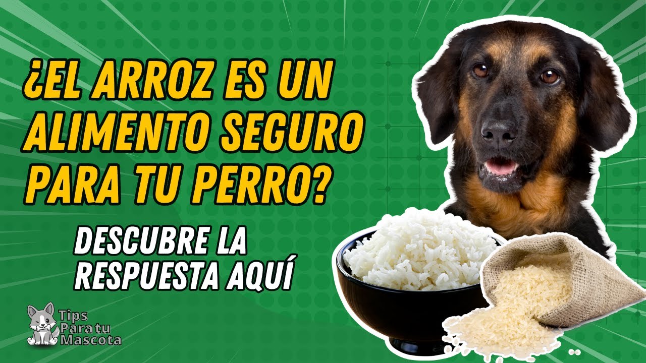 ¿Golden Retrievers pueden comer cereales? ¡Descubre la verdad!