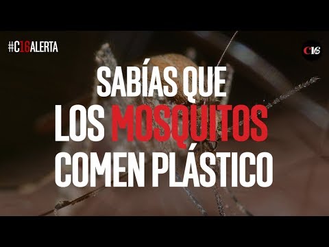 Descubre qué comen los mosquitos y cómo protegerte