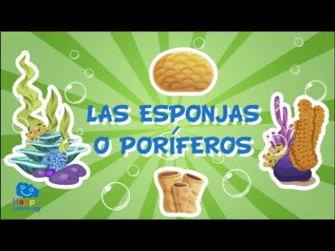 Descubre cómo se alimentan los poríferos: ¡Increíble proceso de alimentación!