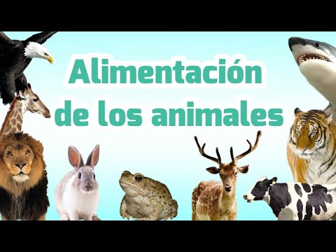 Descubre las sorprendentes actividades animales según su alimentación en el cuarto